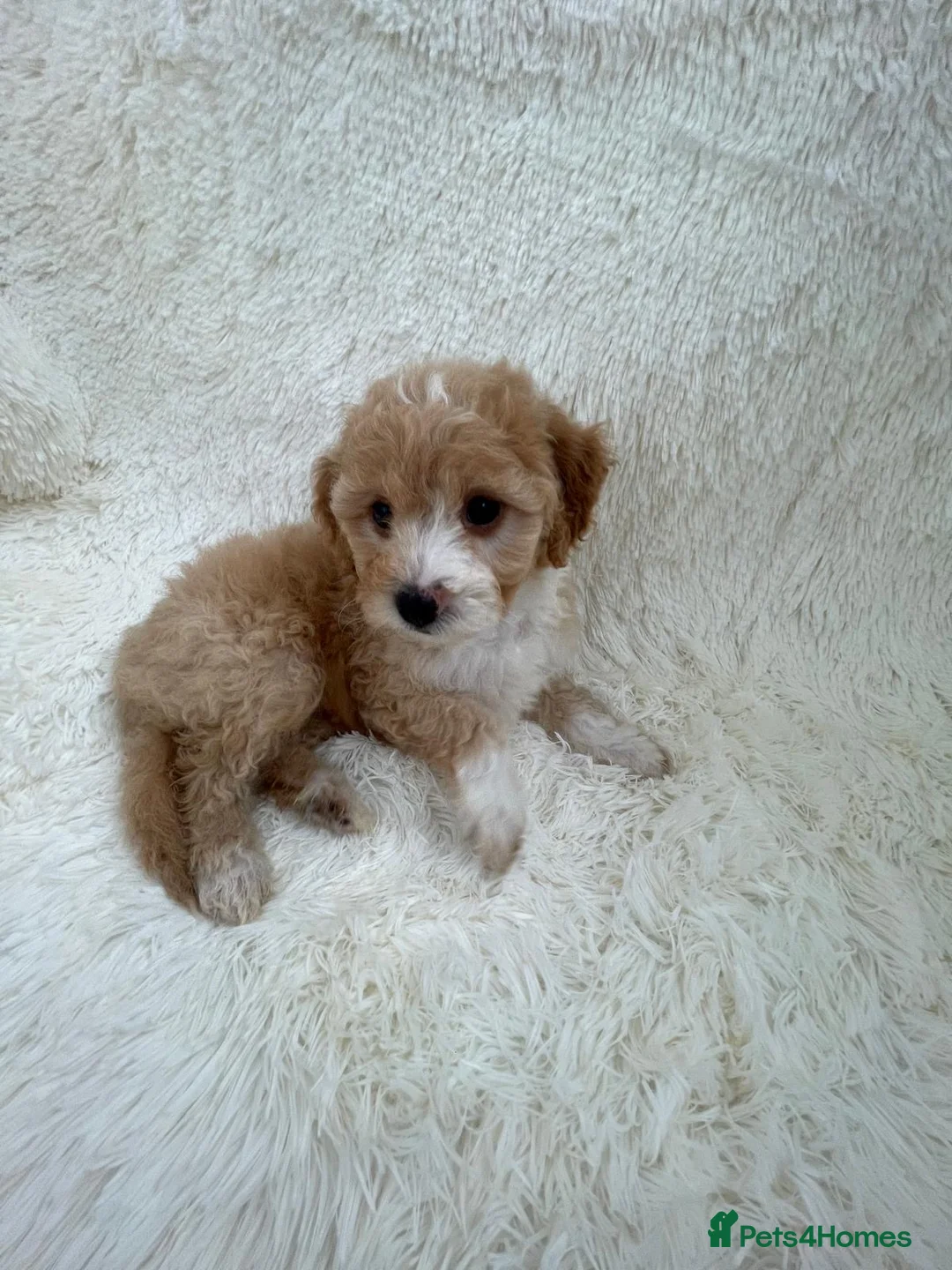 Maltipoo dogs for sale: Maltipoo puppys  in Swanley - Advert 2