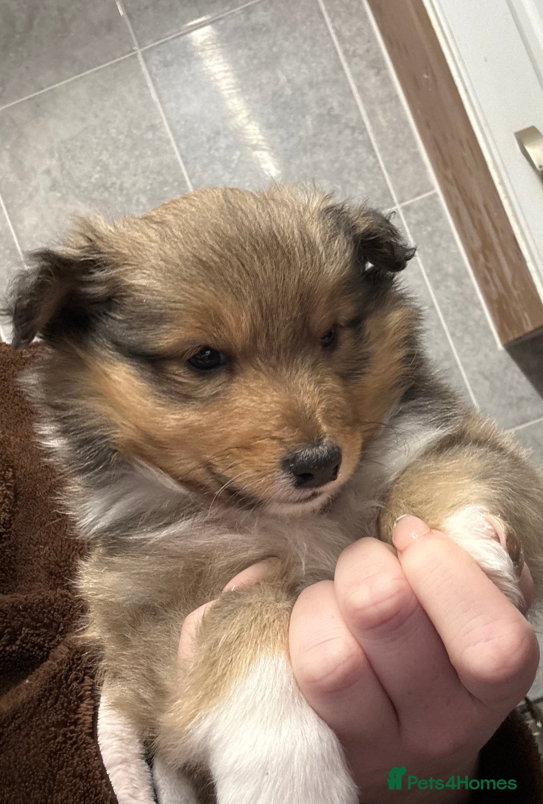 Shetland Sheepdog dogs for sale: Shetland sheepdog puppy looking for forever home - Advert 6