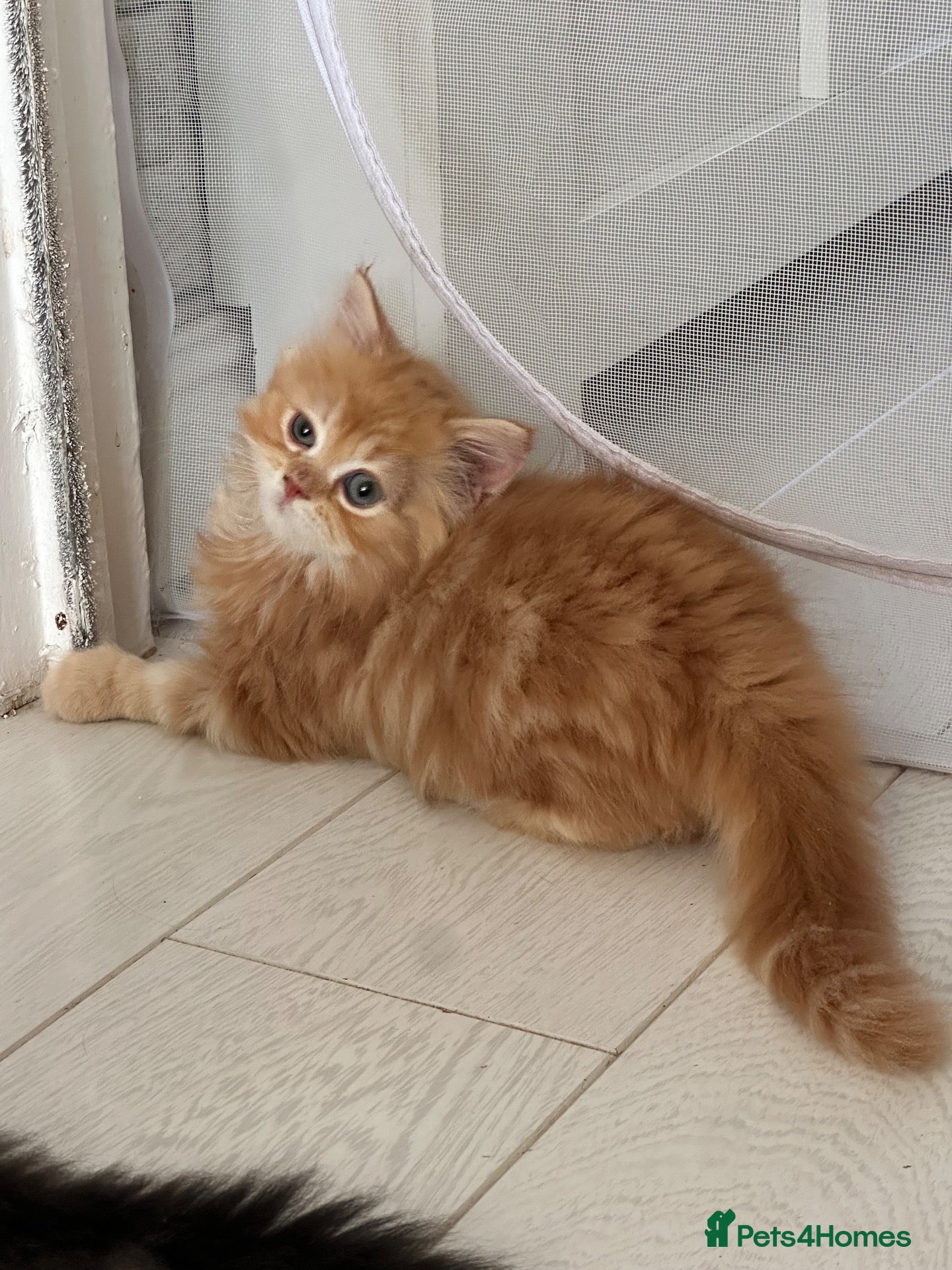 Persian cats Mango A Gorgeous Golden Doll faced Persian kitten - Advert 2