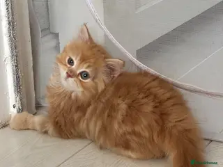 Persian cats Mango A Gorgeous Golden Doll faced Persian kitten - Advert 2