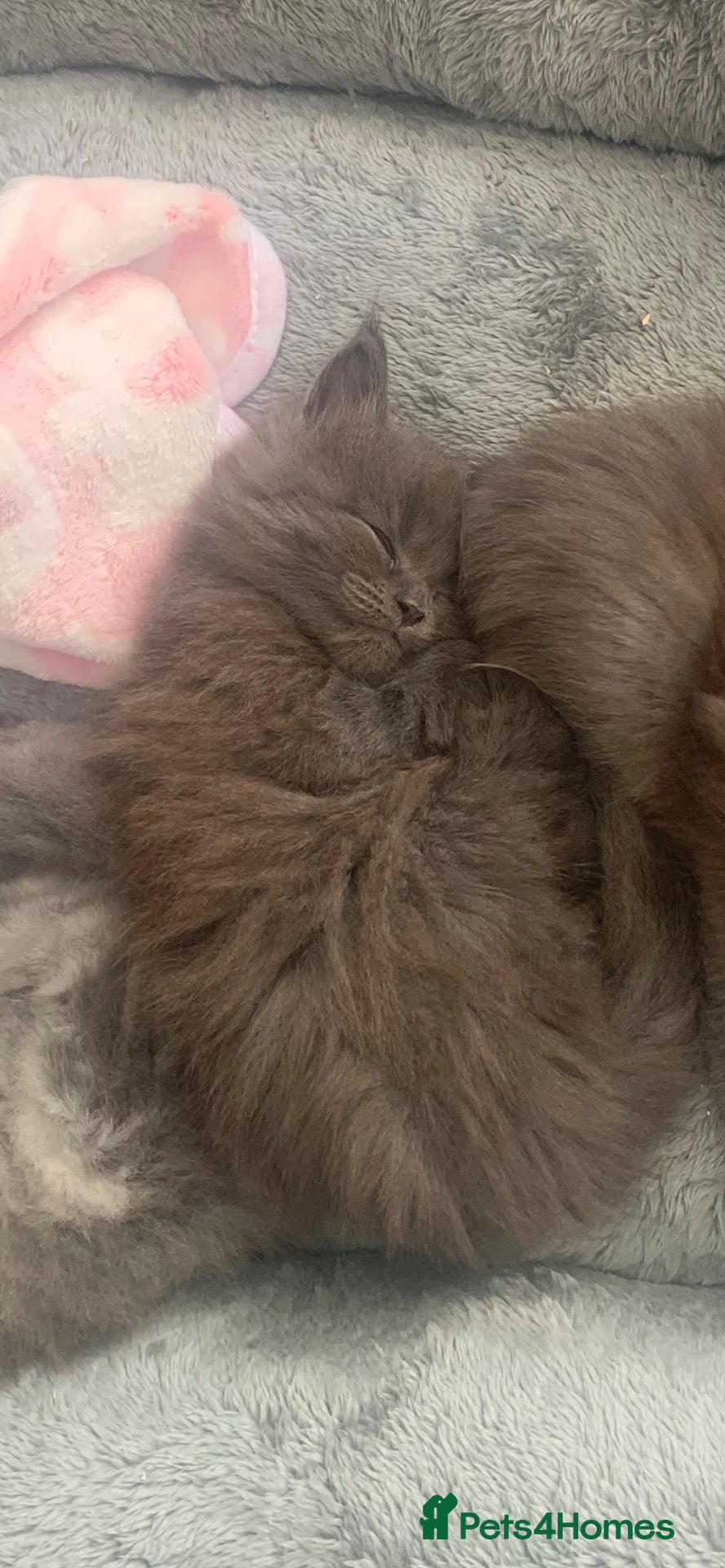 Maine Coon cats AMAZING TICA REGISTERED KITTENS - Advert 2