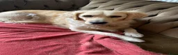 Golden Retriever dogs for sale: Golden Retriever Puppies - Advert 2