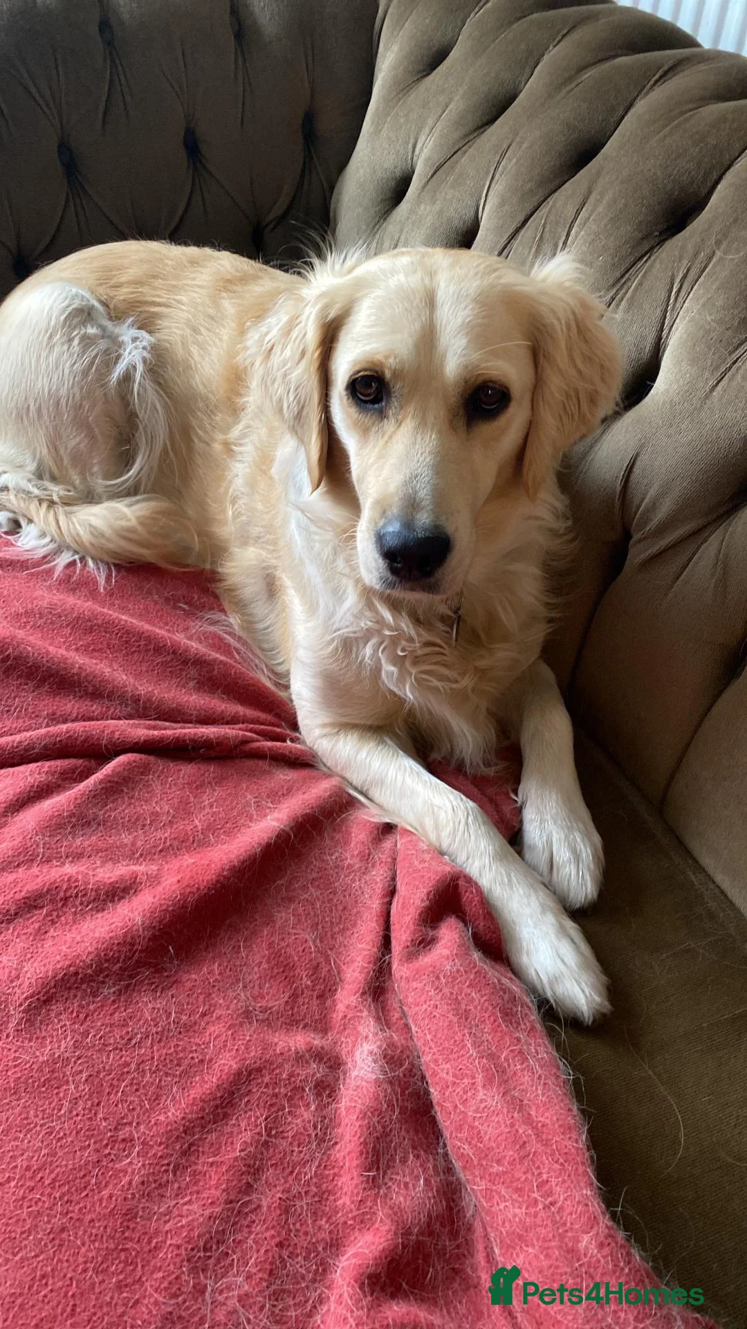 Golden Retriever dogs for sale: Golden Retriever Puppies - Advert 2