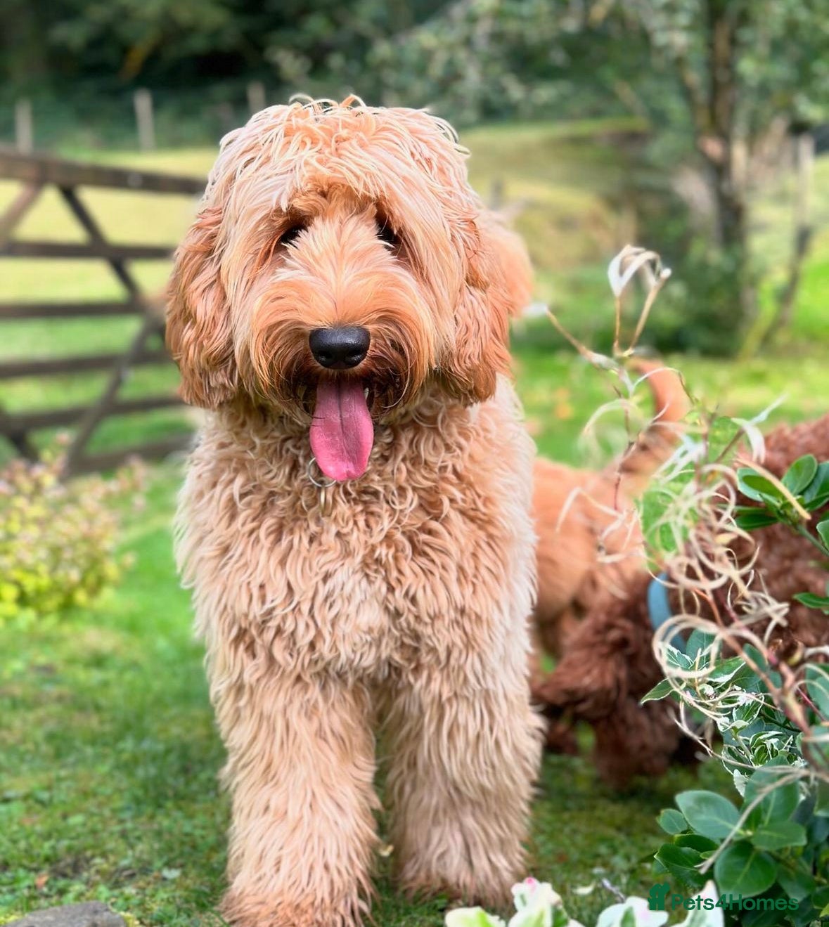 Australian Labradoodle dogs ✨ Australian Labradoodles-Waiting List WALA - Advert 8
