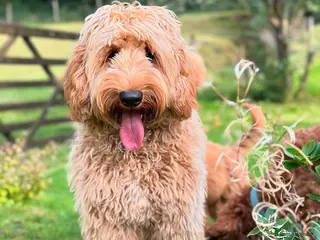 Australian Labradoodle dogs ✨ Australian Labradoodles-Waiting List WALA - Advert 8