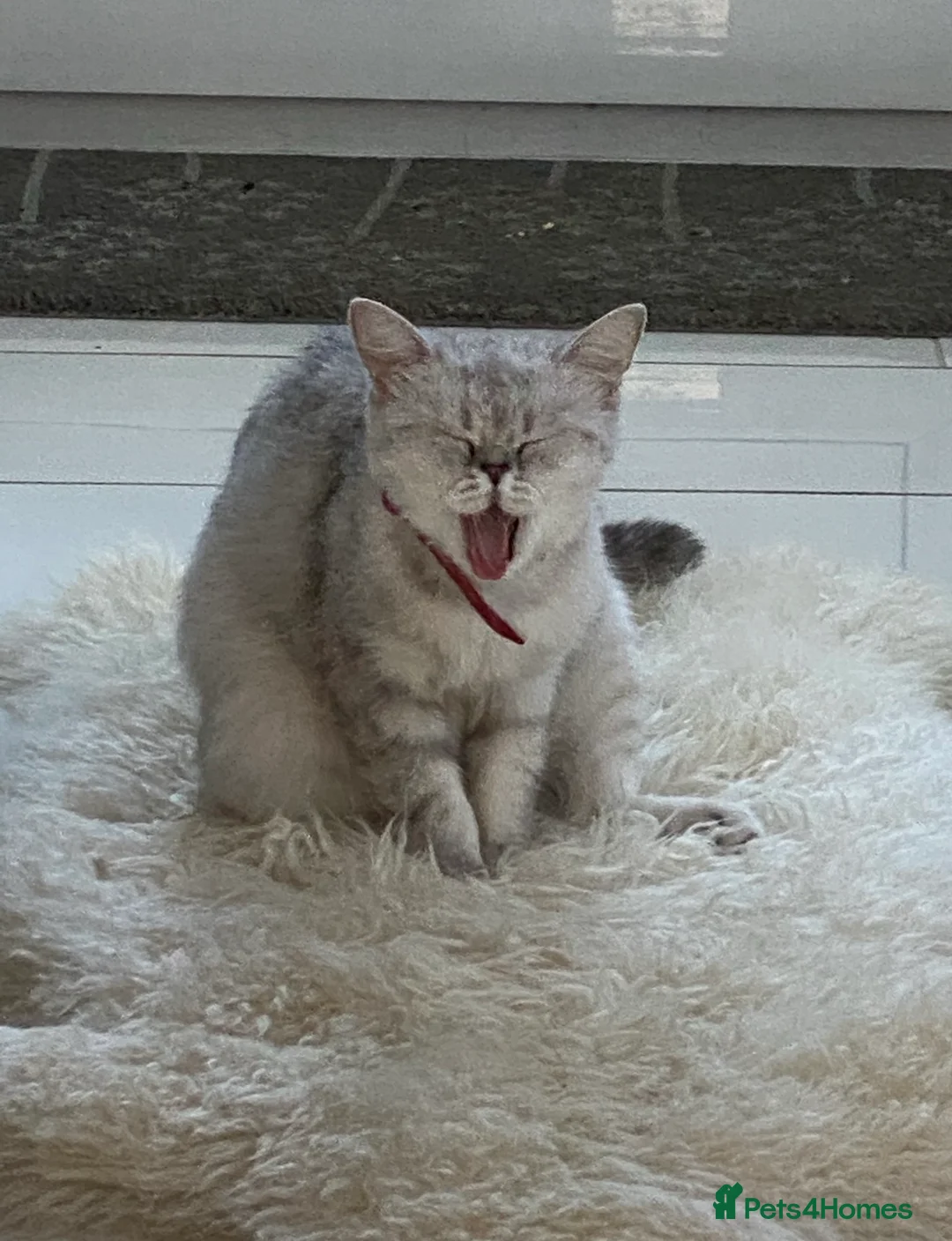 Scottish Fold cats for sale: Time to say Goodbye  - Advert 5