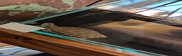 Tortoise reptiles for sale: Two terrapin for sale in Llanelli - Advert 3