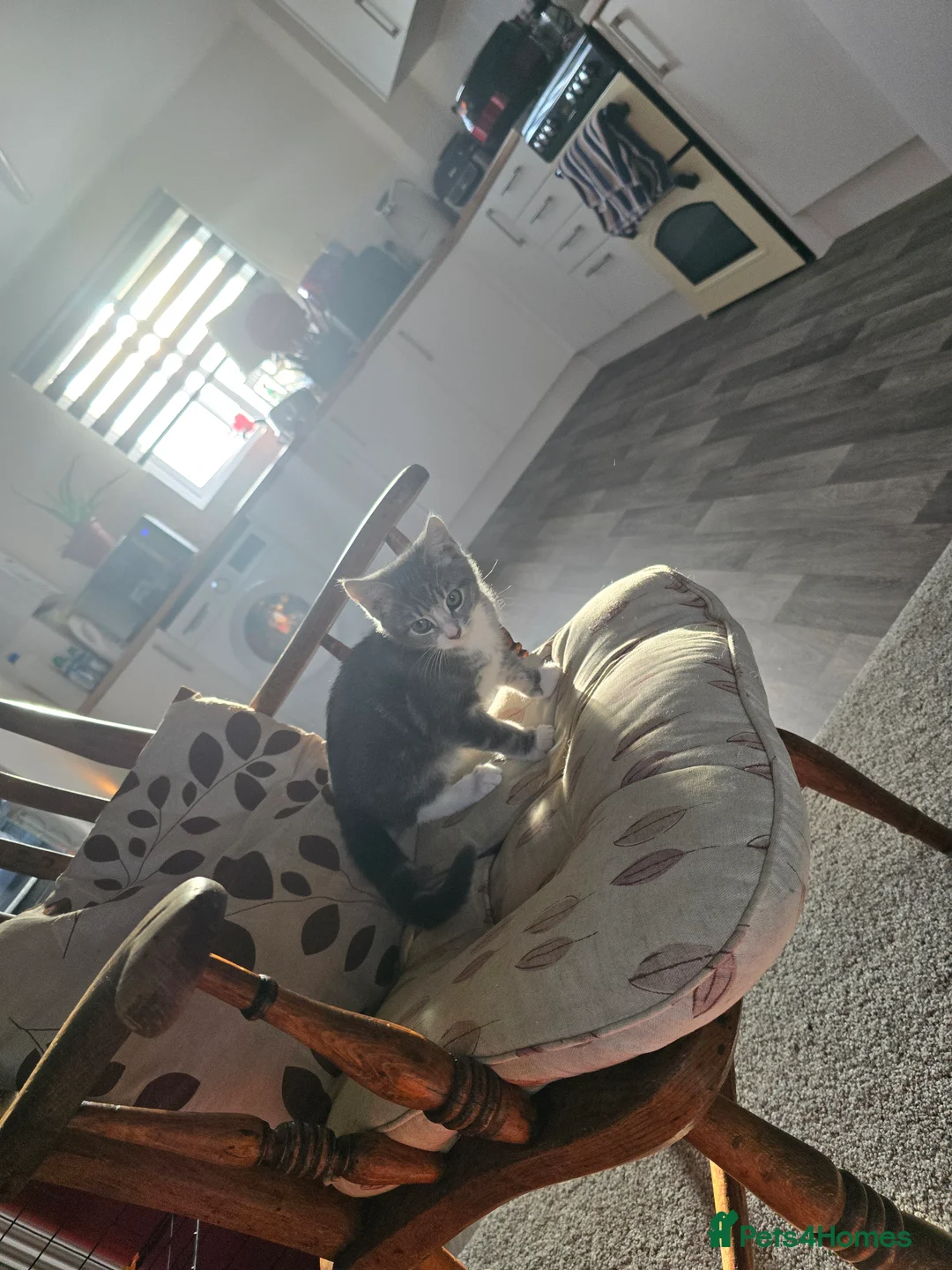 Mixed Breed cats for sale: 2 adorable kittens for sale £50 ONO - Advert 7