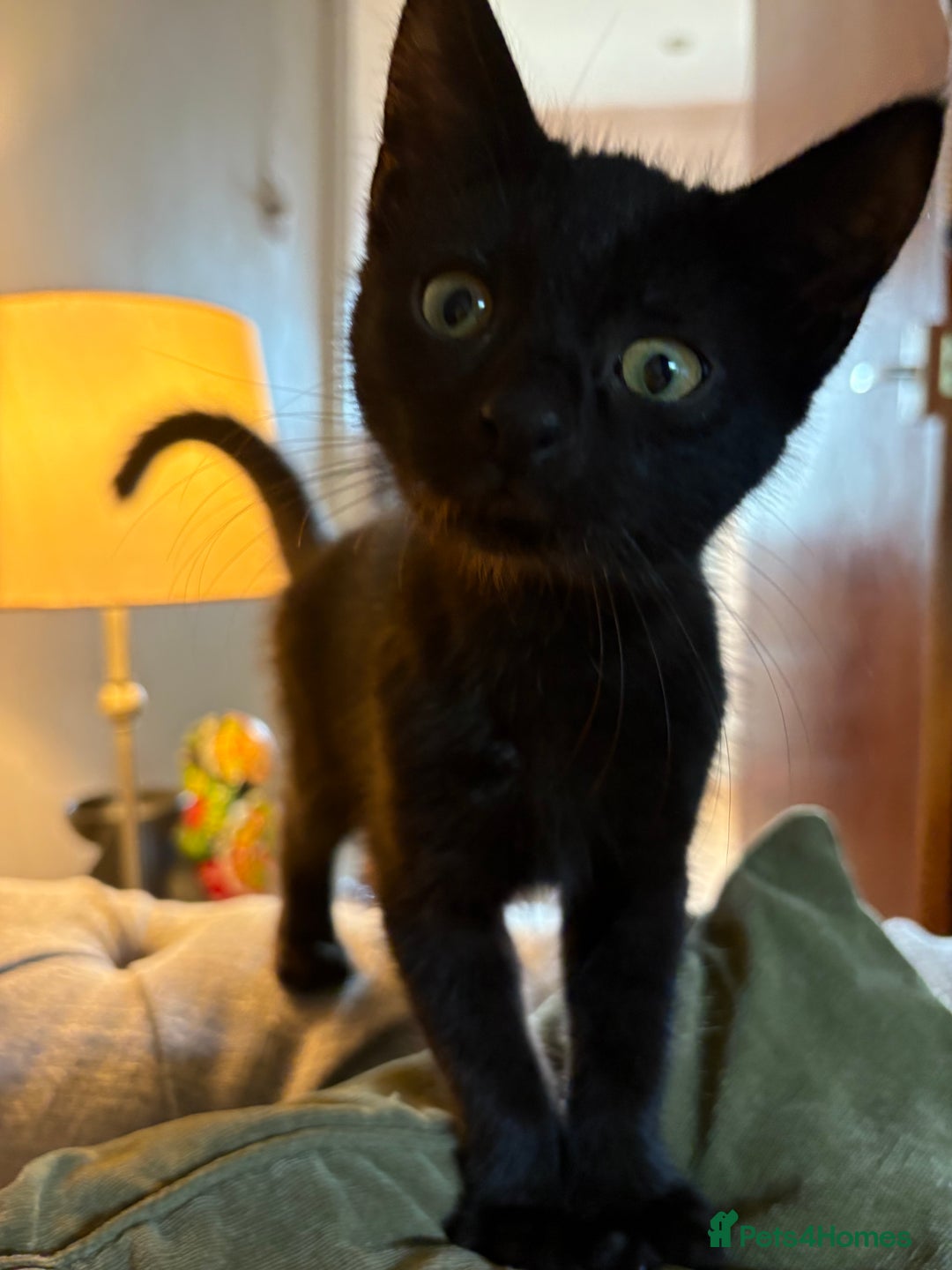 Mixed Breed cats for sale: **** Beautiful pure black kittens **** - Image 1