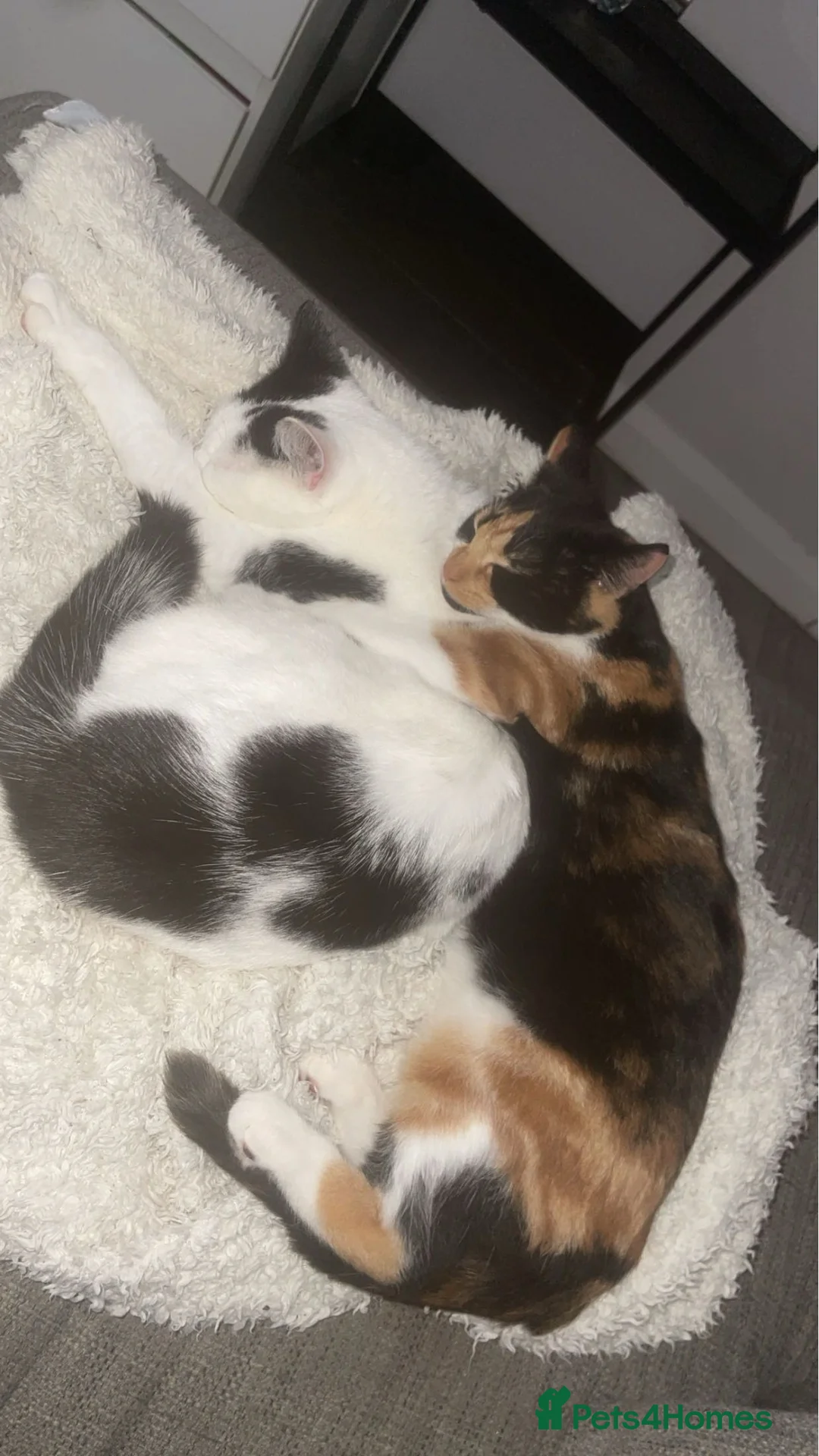 Mixed Breed cats for sale: Ginger x calico mixed kitten - Advert 7