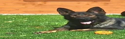 German Shepherd dogs for sale: Stunning female Czech line German Shepherd Female  - Advert 5