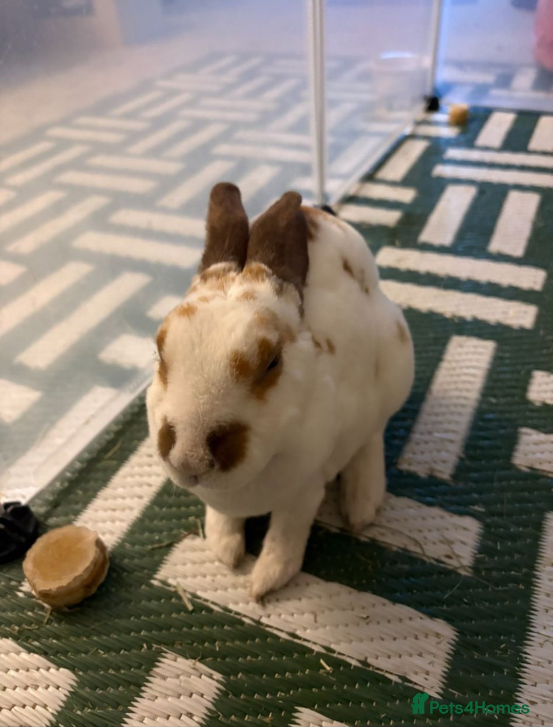 Mixed Breed rabbits for sale: 2 healthy, young rabbits for rehoming - Advert 5