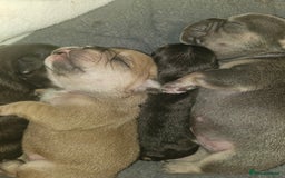 French Bulldog dogs for sale: ⚡️Exquisite 🌈 Pedigree French Bulldog Puppies ⚡️ - Image 16