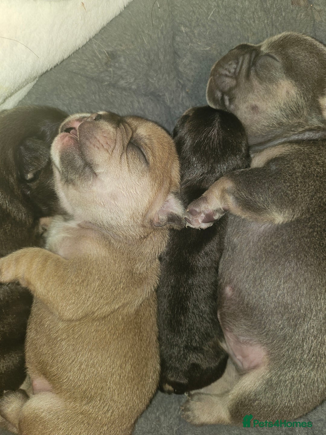French Bulldog dogs for sale: ⚡️Exquisite 🌈 Pedigree French Bulldog Puppies ⚡️ - Image 16