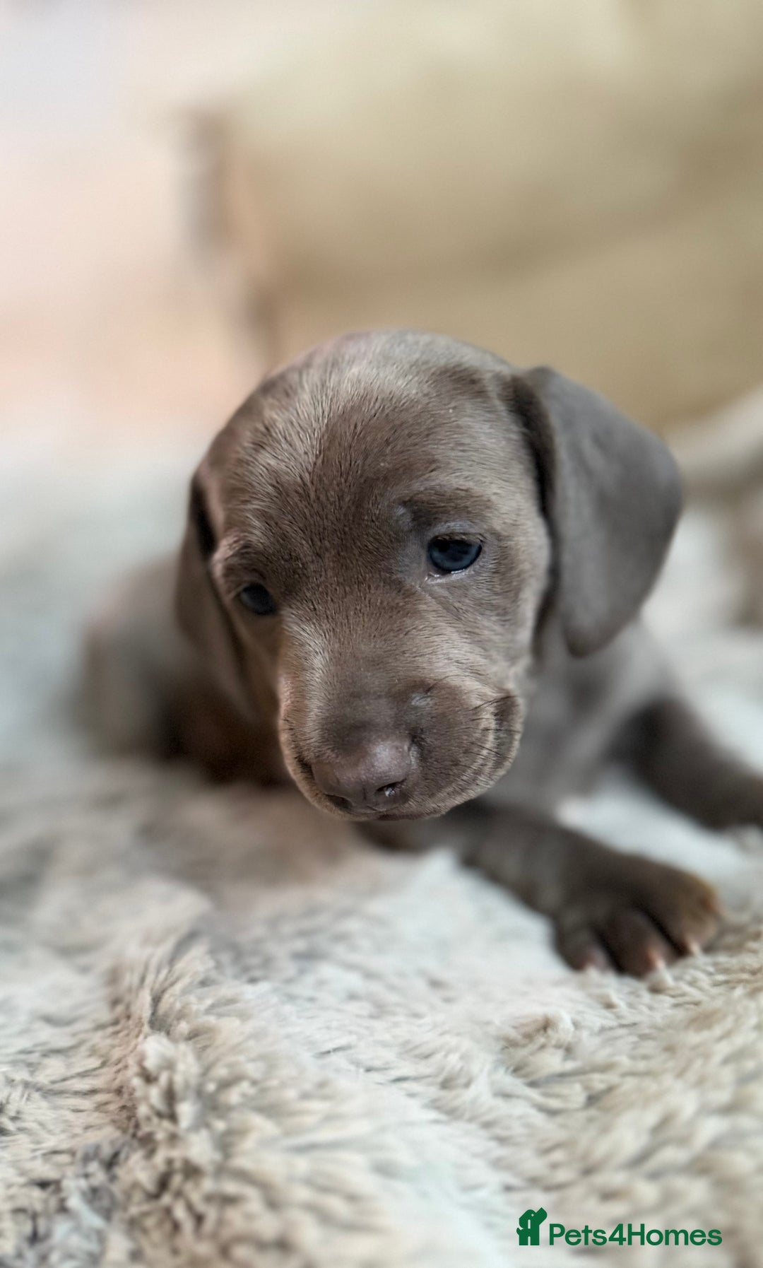 Miniature Dachshund dogs for sale: Rare colour KC registered mini dachshund puppies  - Advert 8