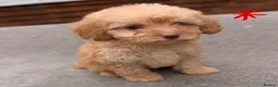 Cockapoo dogs for sale: 6 F1B COCKAPOO PUPPIES in Ashford - Advert 7