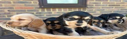 Cocker Spaniel dogs for sale: Stunning show Type cocker spaniel puppies  - Advert 5