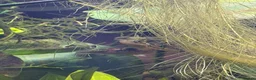 Pufferfish fish for sale: 9 x Pea Puffers and tank for Rehoming - Advert 6