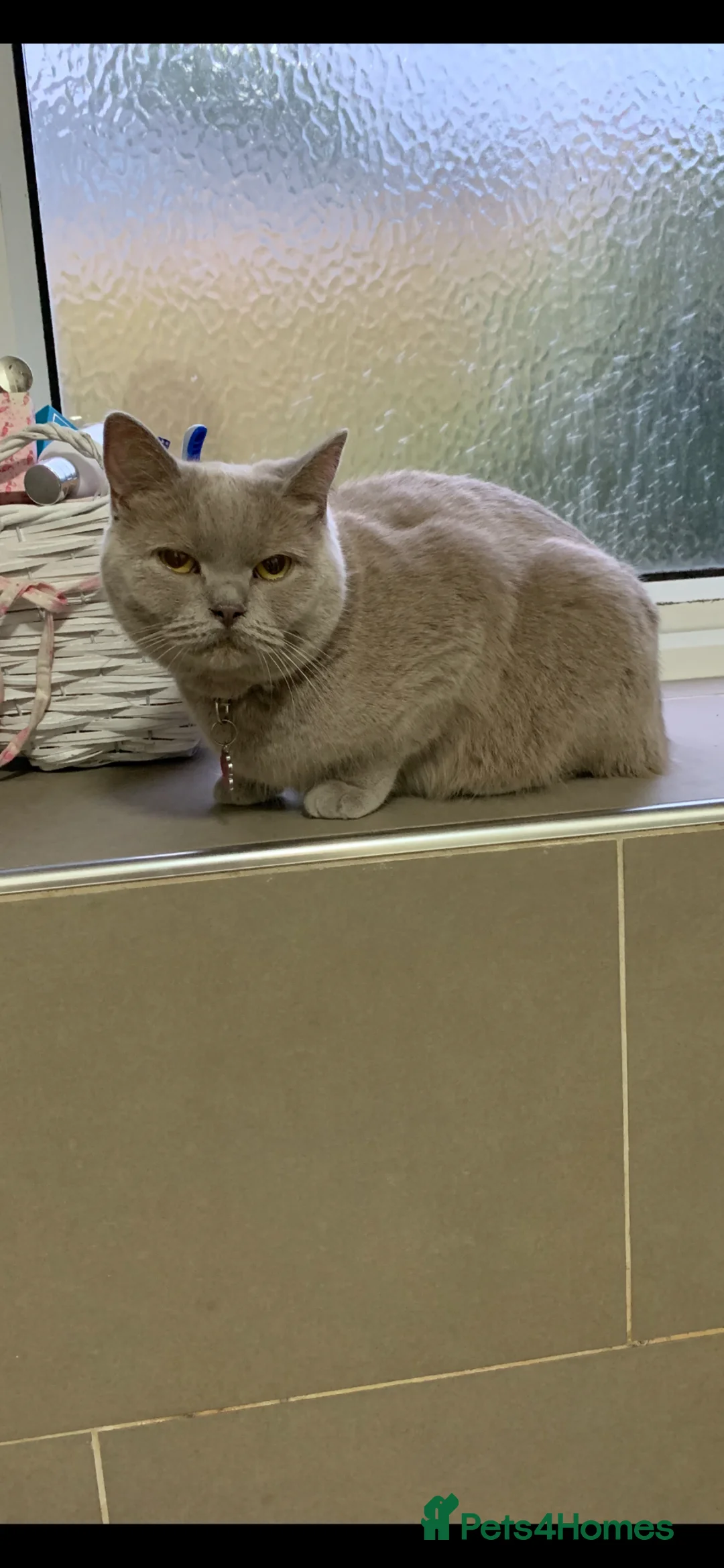 Mixed Breed cats for sale: Beautiful British shorthair X kittens  - Advert 2