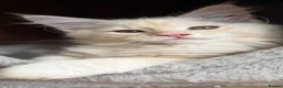 Maine Coon cats for sale: READY TO LEAVE Top quality Maine coon kittens - Advert 31