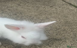 Mixed Breed rabbits for sale: Bunnies and rabbits for sale  - Image 5
