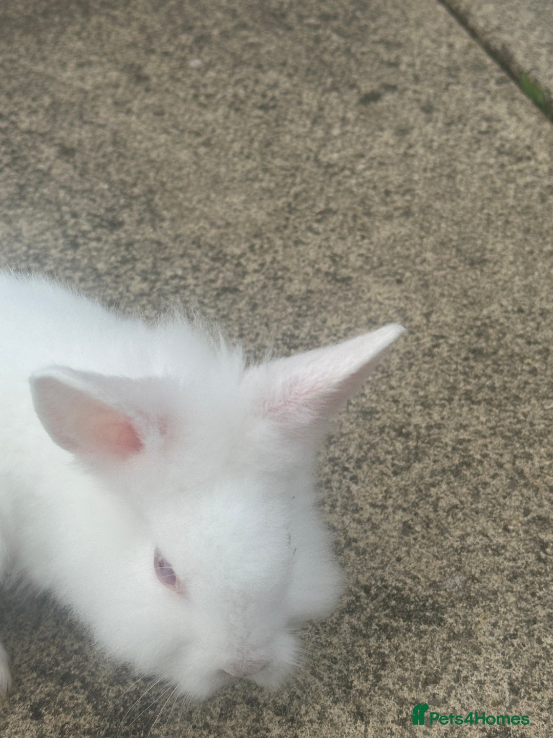 Mixed Breed rabbits for sale: Bunnies and rabbits for sale  - Image 5