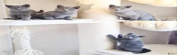 British Shorthair cats for sale: British shorthair blue kittens  - Advert 17