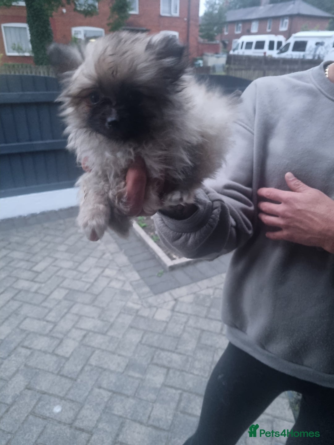 Pomeranian dogs for sale: Xxs Pomeraniums  - Image 6