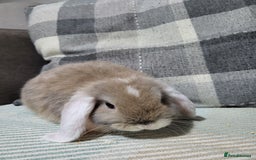 Mini Lop rabbits for sale: Beautiful Sister Mini Lops  - Image 3