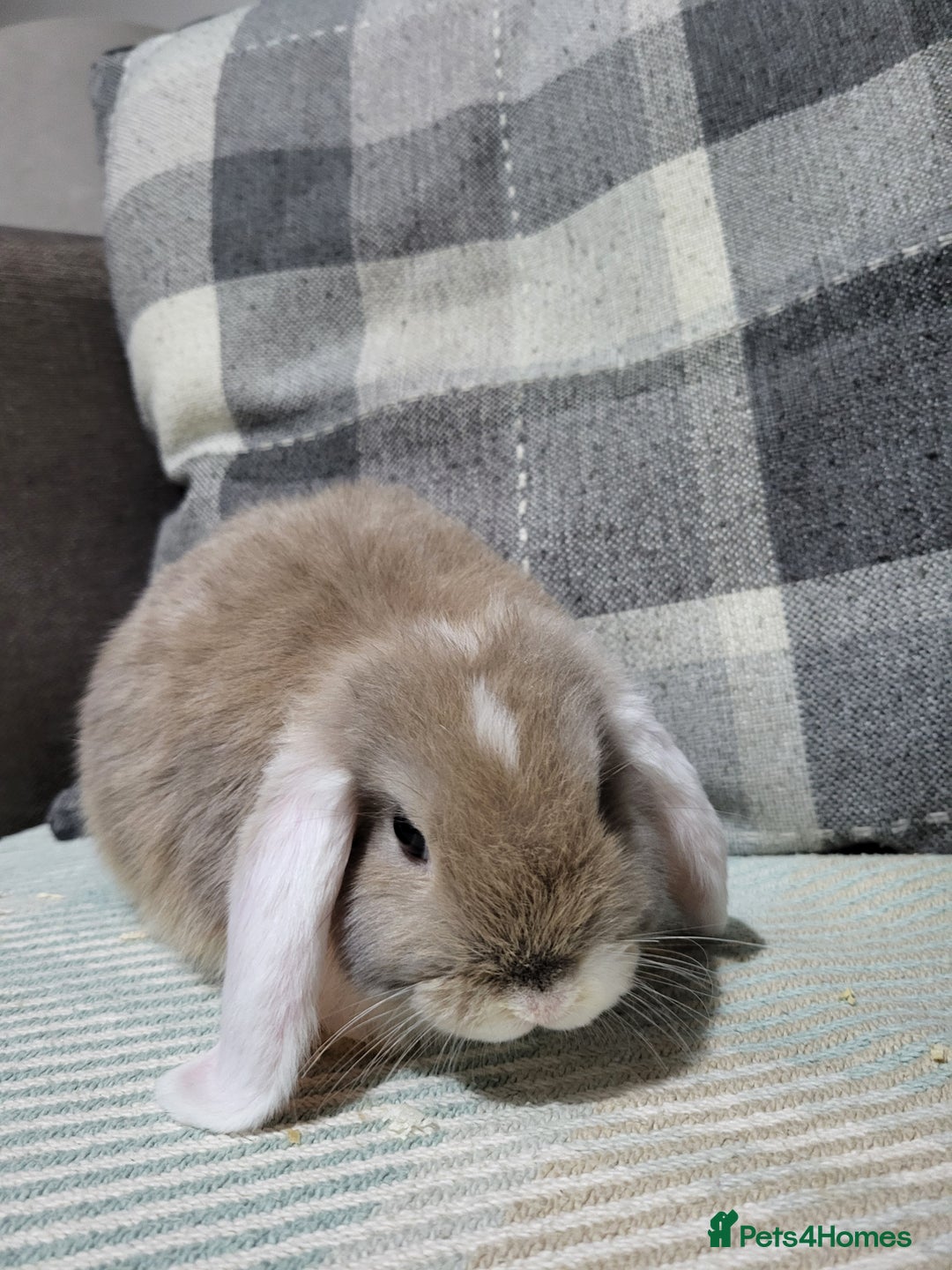 Mini Lop rabbits for sale: Beautiful Sister Mini Lops  - Image 3