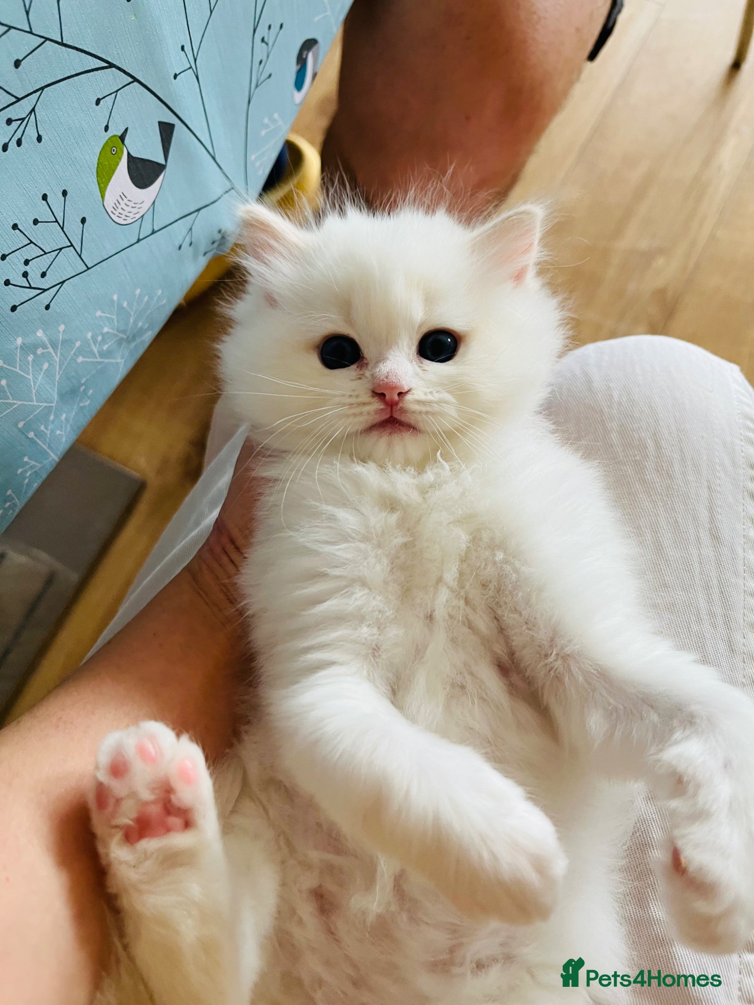 Ragdoll cats for sale: GCCF registered cream/red bi-color ragdoll kitten  - Advert 2