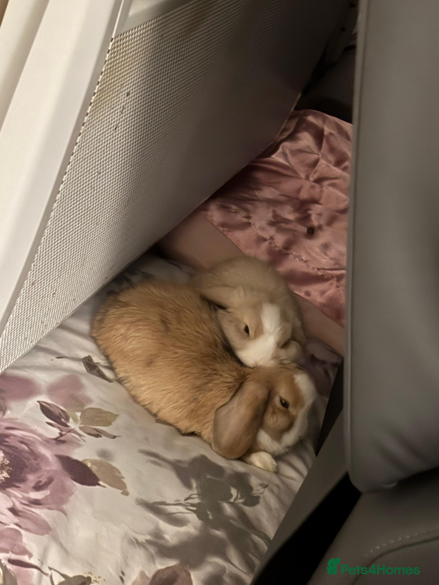 Mini Lop rabbits Mr Loo Loo - Advert 1