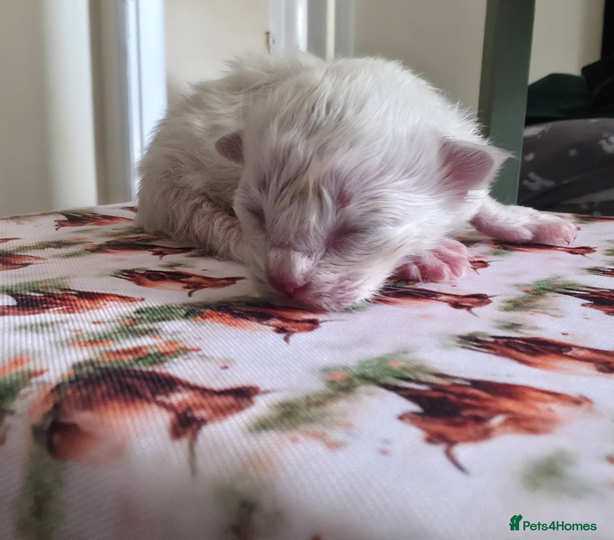 Ragdoll cats for sale: Pure Ragdoll kittens! - Advert 5