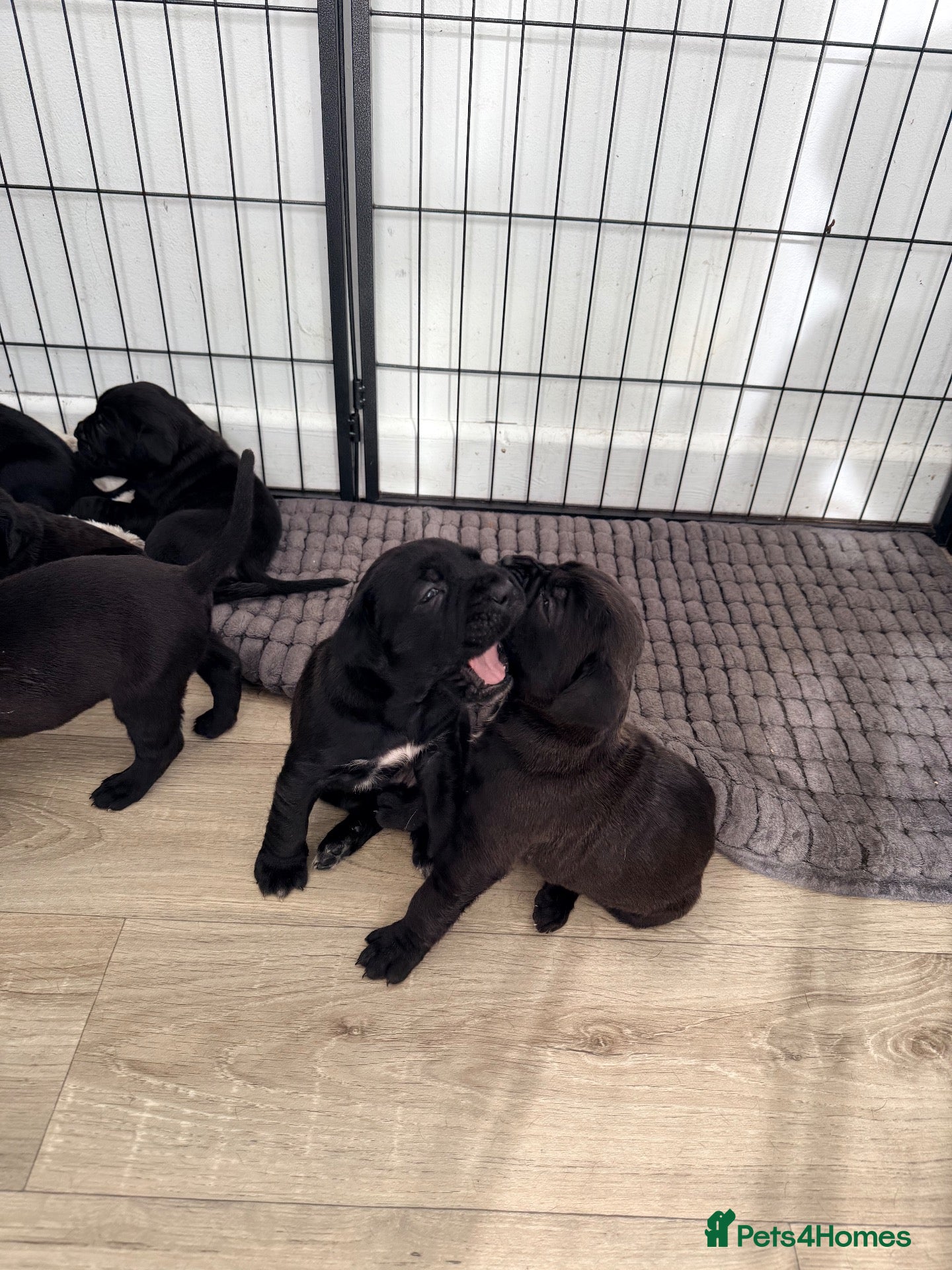 Cane Corso dogs Beautiful pure cane corso pups  - Advert 13