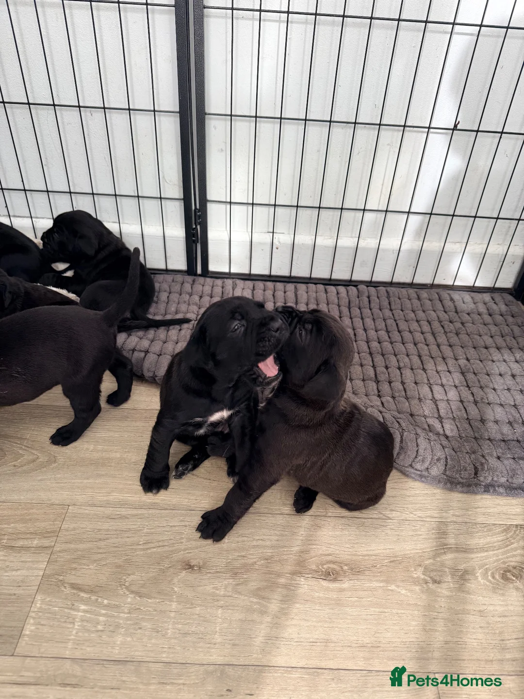 Cane Corso dogs for sale: Beautiful pure cane corso pups  - Advert 1