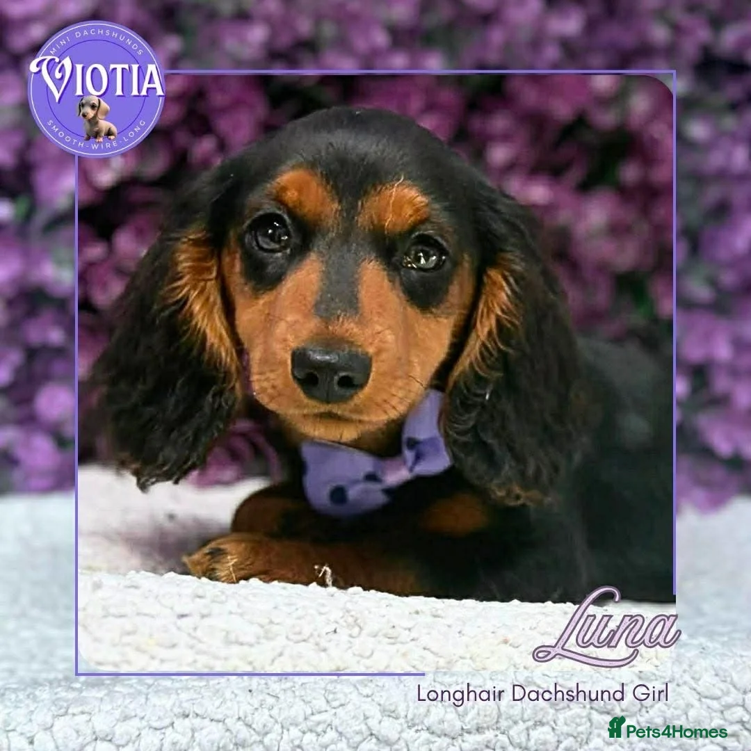 Miniature Dachshund dogs for sale: Luna KC Miniature Dachshund Girl  - Advert 2