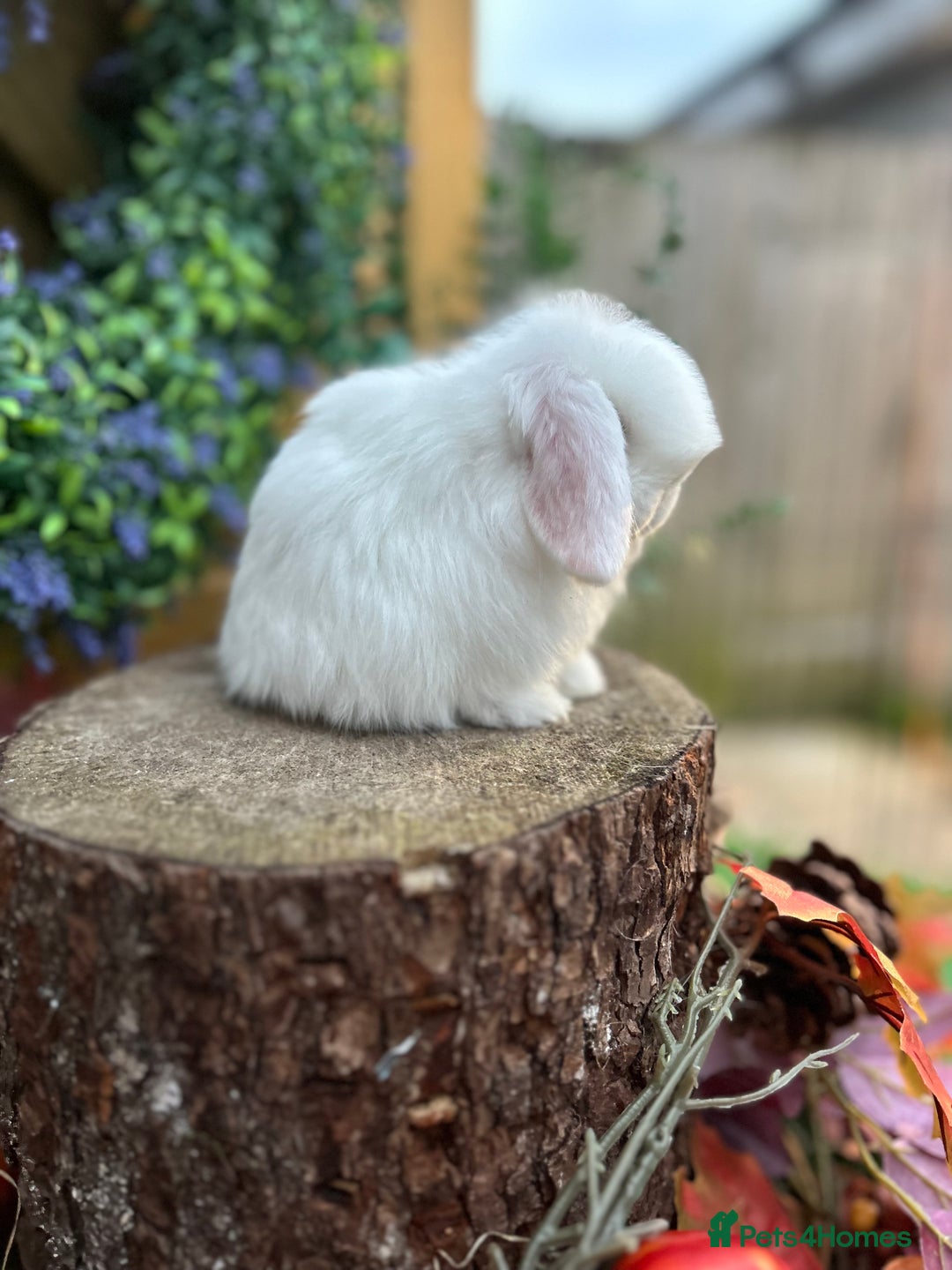 Mini Lop rabbits for sale: ⭐ PEDIGREE MINI LOP BABY BUNNIES ⭐  - Advert 28