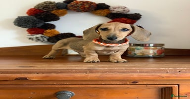 Miniature Dachshund dogs - Advert 1