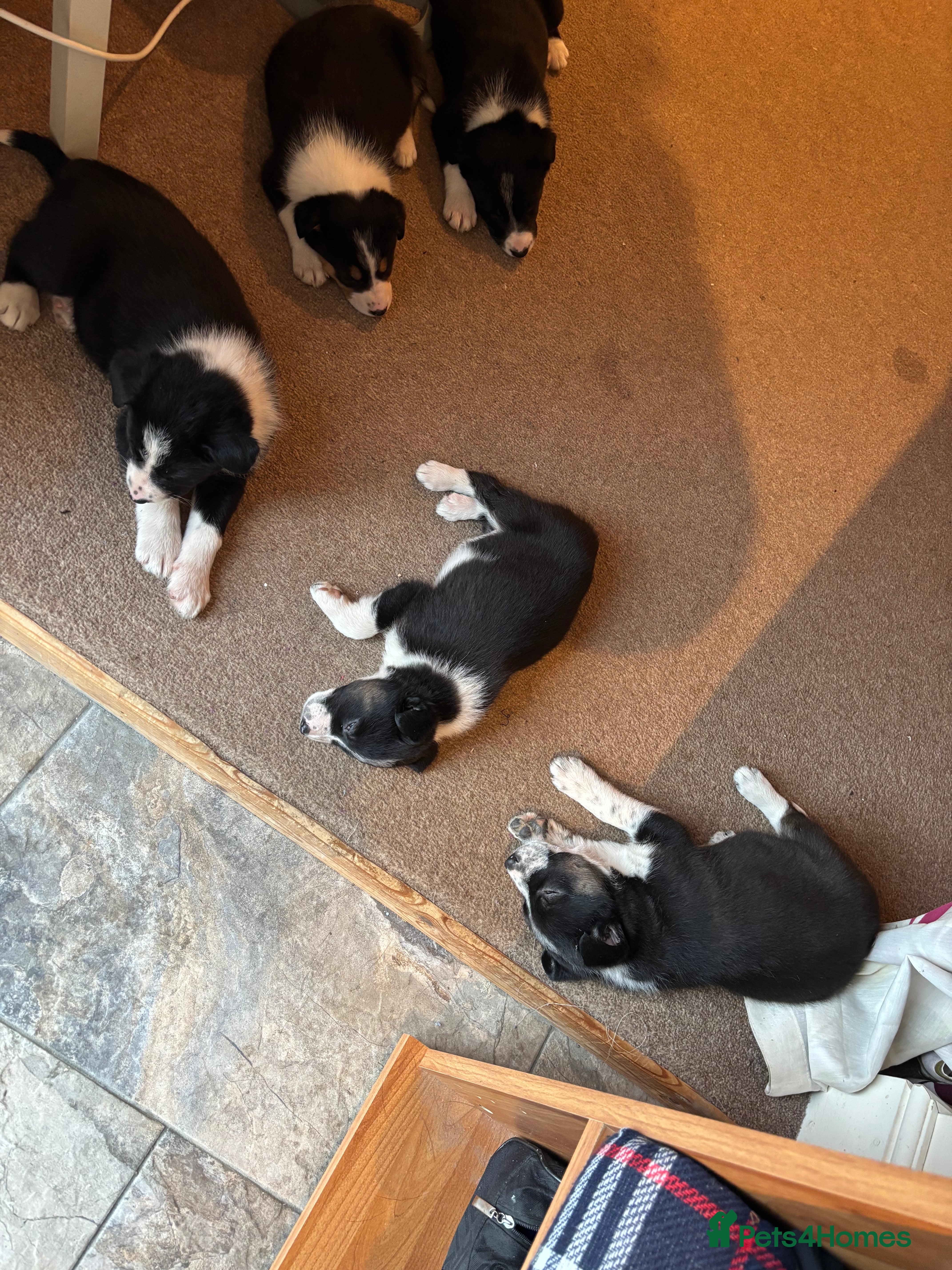 Border Collie dogs Collie puppies - Advert 16