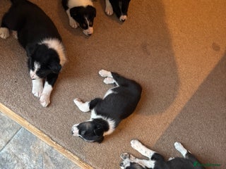 Border Collie dogs Collie puppies - Advert 7