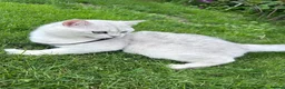 British Shorthair cats for stud: BSH stud - Advert 4