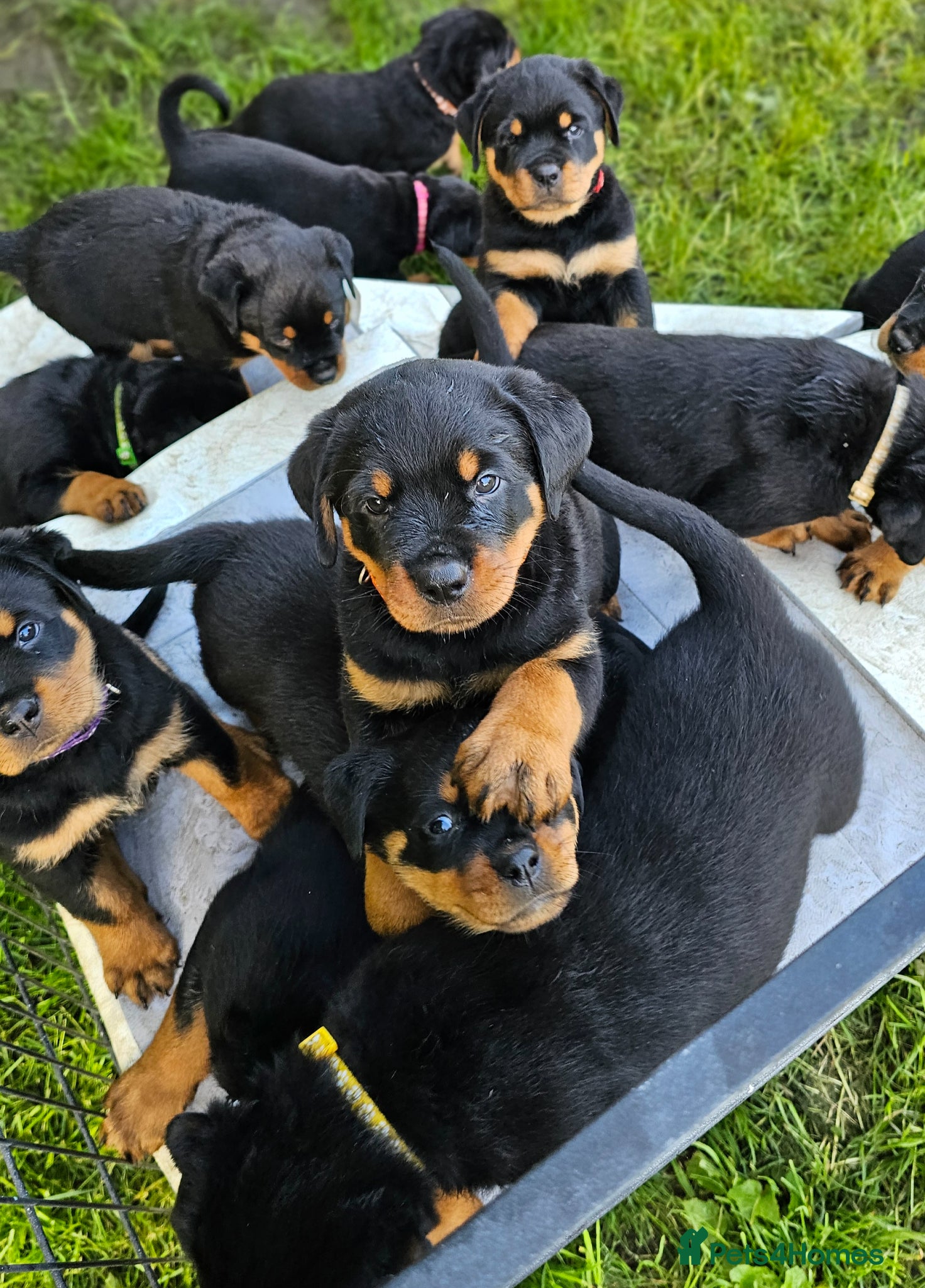 Rottweiler dogs Champion Bloodline German Rottweiler Puppies - Advert 1