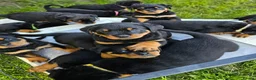Rottweiler dogs for sale: Champion Bloodline German Rottweiler Puppies - Advert 7