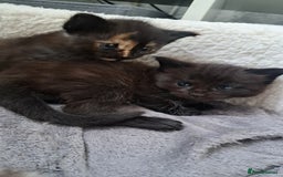 Maine Coon cats for sale: X2 maincoon cross girls - Image 3