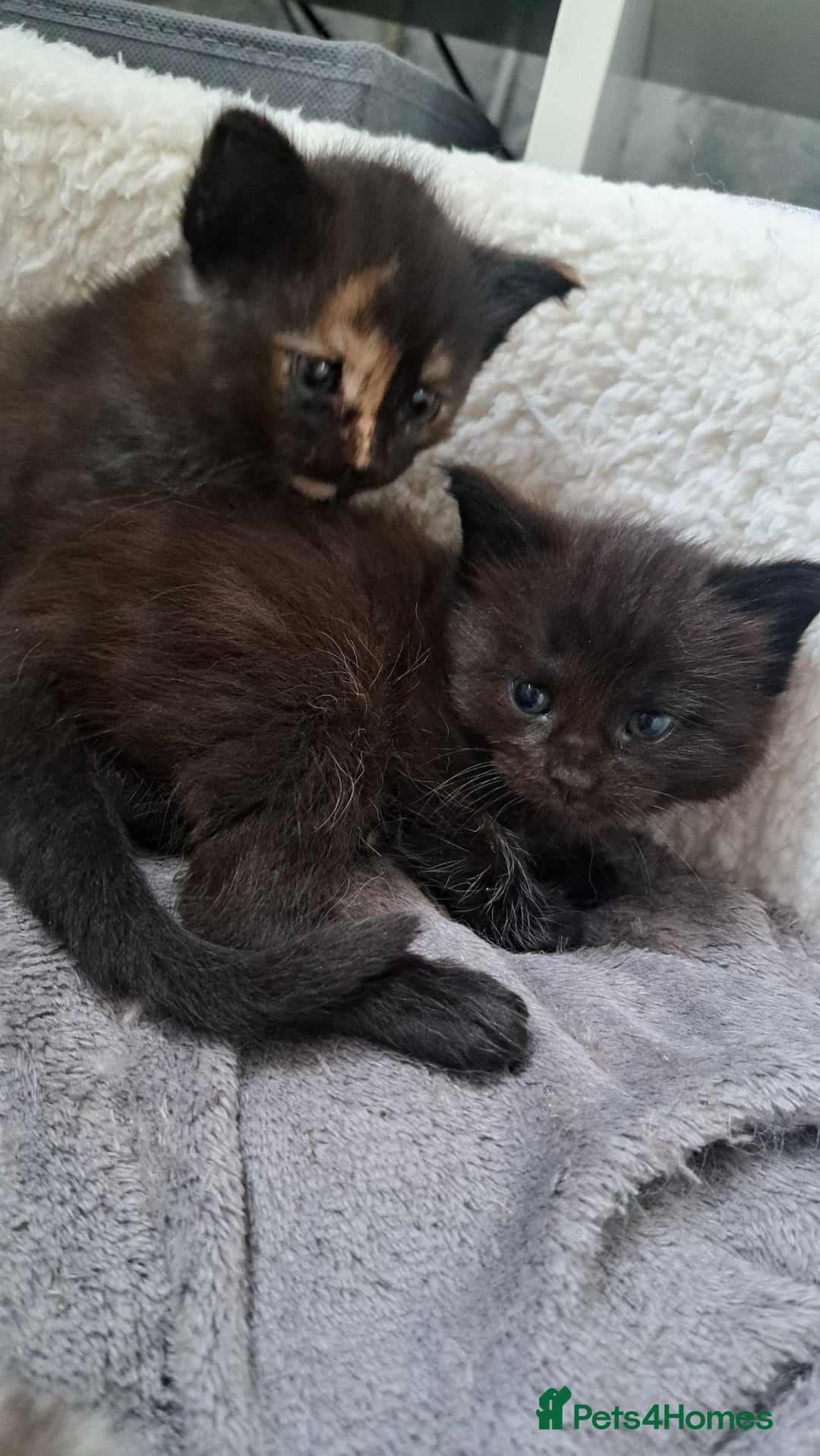 Maine Coon cats for sale: X2 maincoon cross girls - Image 3