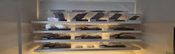Tarantulas invertebrates for sale: Mixture of Tarantulas with enclosers  in Bristol - Advert 1