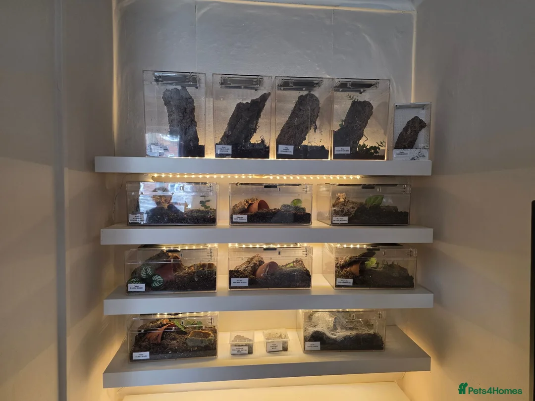 Tarantulas invertebrates for sale: Mixture of Tarantulas with enclosers  in Bristol - Advert 1