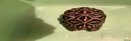 Tortoise reptiles for sale: INDIAN STAR TORTOISE - Advert 3
