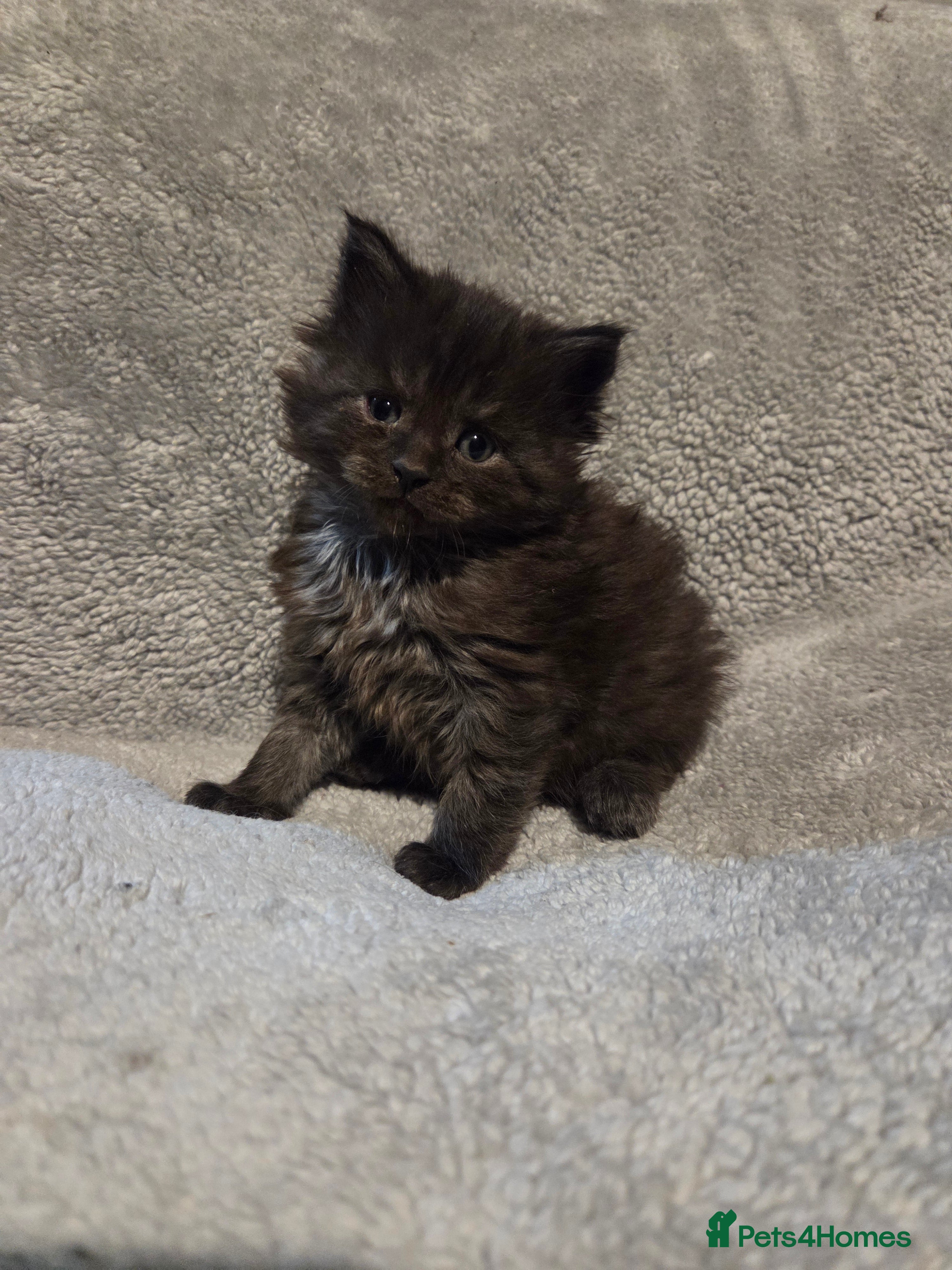 Maine Coon cats TICA registered MaineCoons 😸  - Advert 17
