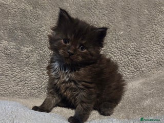 Maine Coon cats TICA registered MaineCoons 😸 - Advert 12